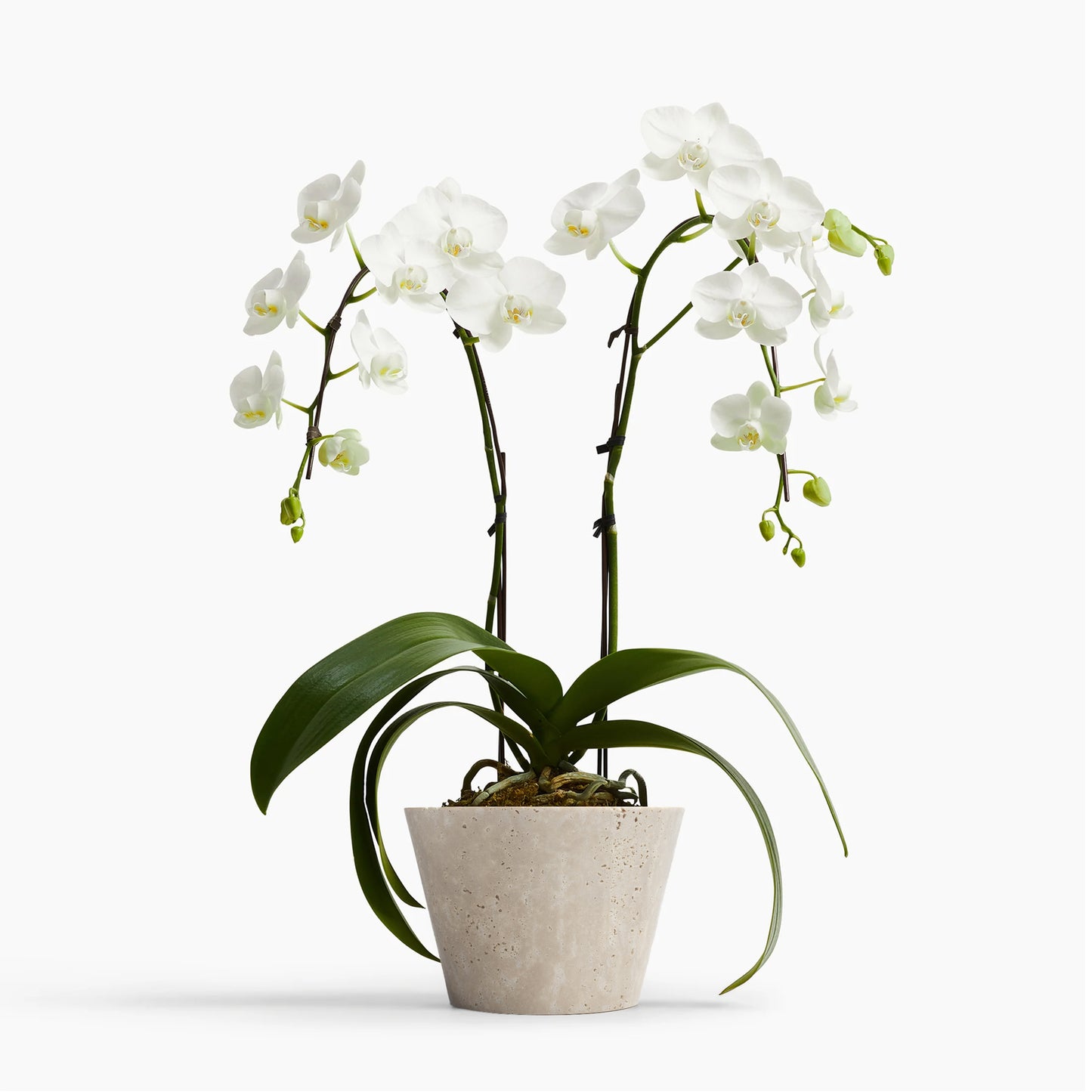 MEDIUM ORCHID POT IN CLASSIC ROMAN TRAVERTINE