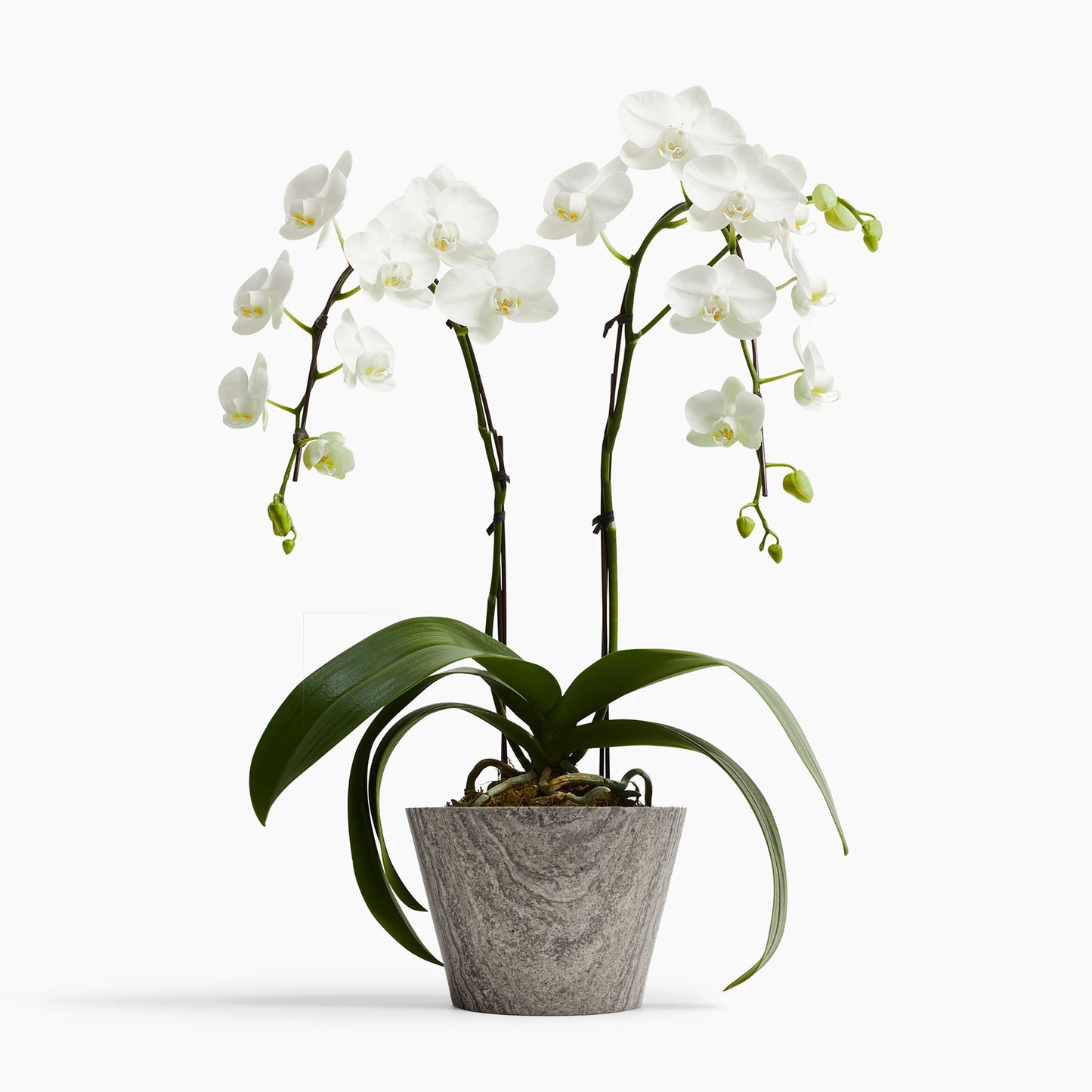 MEDIUM ORCHID POT IN GREY ATHENS MARBLE